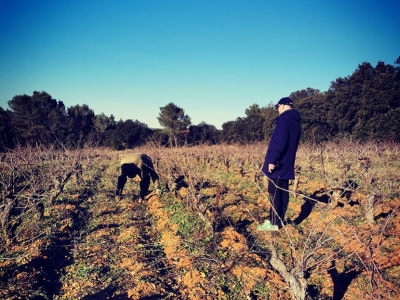 Périple dans les vignes du Languedoc