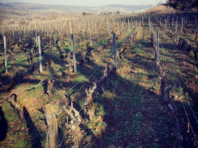 Périple dans les vignes de Bourgogne